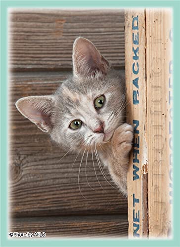 Amazon | ブロッコリーキャラクタースリーブ 猫「チラッ」 リバイバル